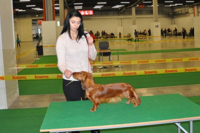 Jamnik d�ugow�osy NAILA